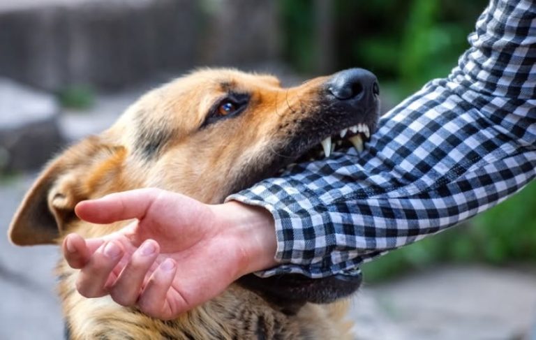 БАРАЊЕ ЗА НАДОМЕСТ НА ШТЕТА – Општина Прилеп ќе обештетува граѓани каснати од бездомни кучиња