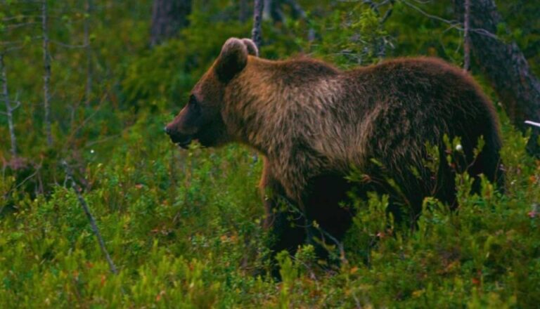 Во Ресенско ослободена мечка заробена во криволовна стапица