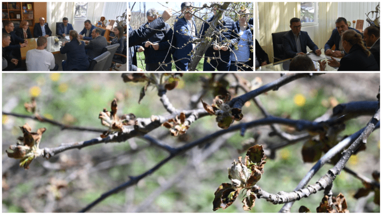 Советот ќе прогласи природна непогода поради штетите на јаболката во Преспа