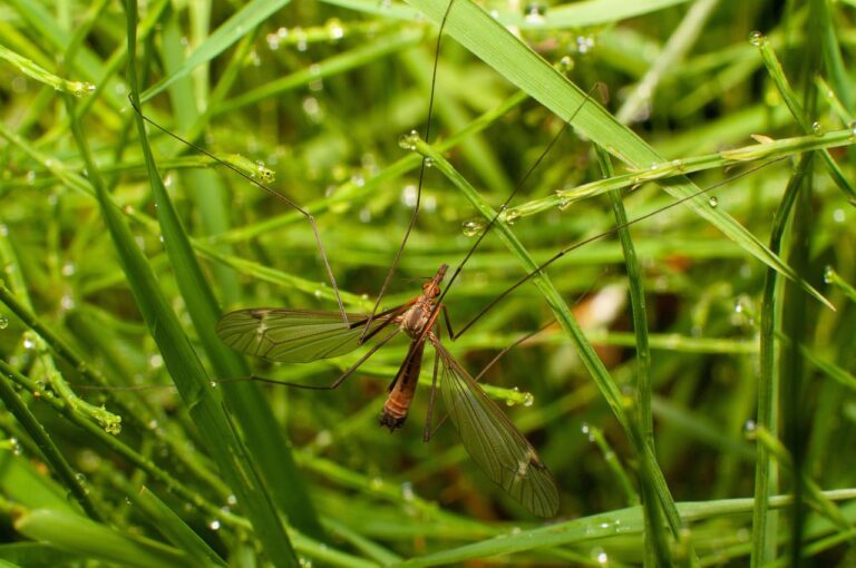 Пролетна ларвицидна дезинсекција