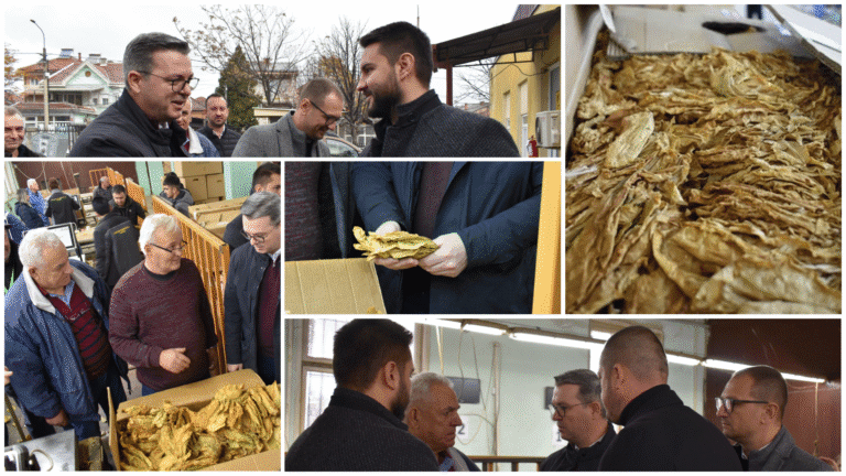 (видео) Досега се откупени 1,7 милиони килограми тутун со просечна цена од 419,68 денари