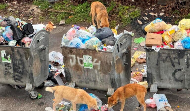 „Да гледаме позитивно – го одржуваме синџирот на исхрана…“