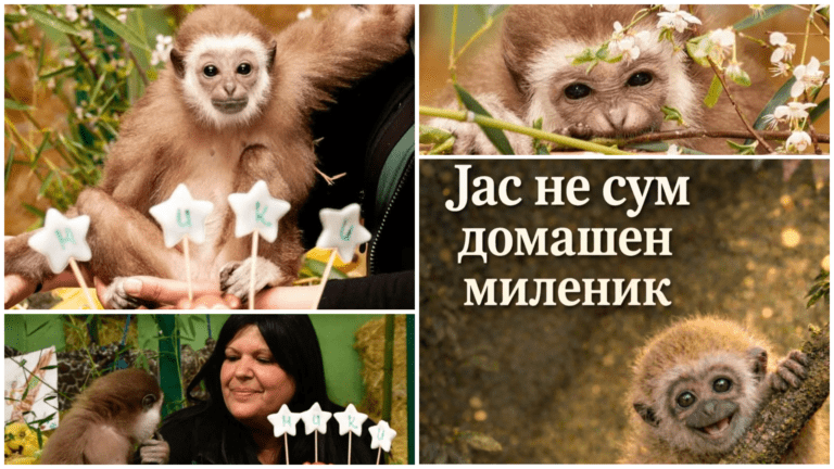 Мајмунчето Мики на кое посетители му украле дел од роденденските подароци