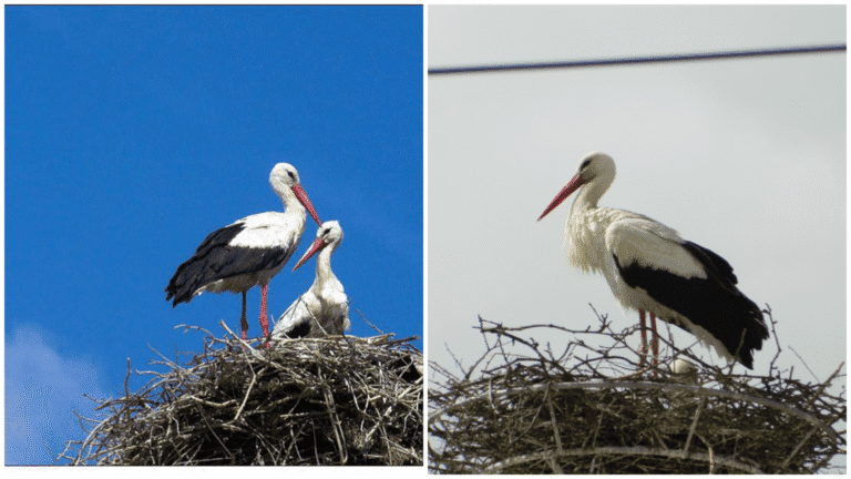 Кога ќе се вратат штрковите, доаѓа пролетта – Верни на своите гнезда и на Пелагонија