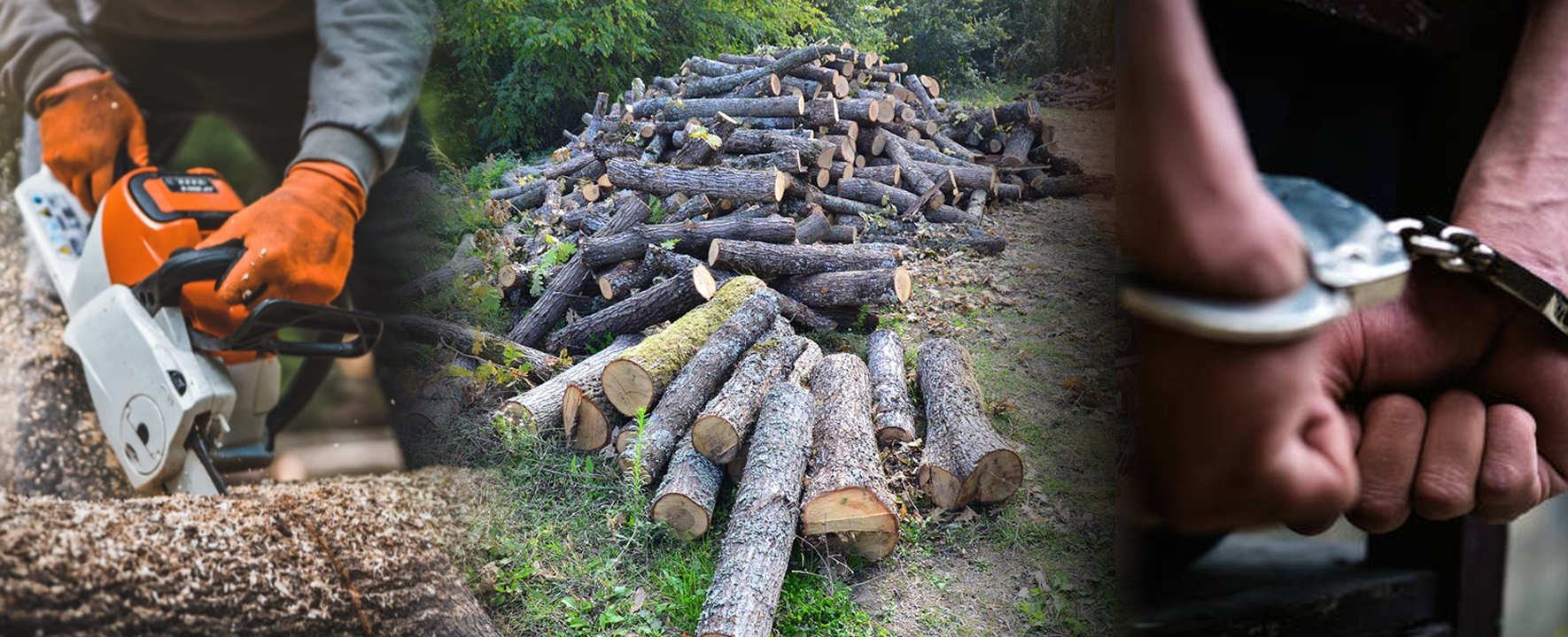 Инцидент во Долнени – Бесправна сеча и напад врз службено лице