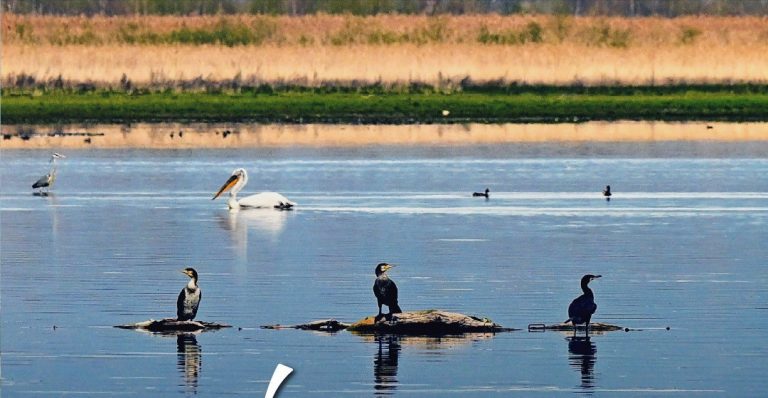 По години пад, водостојот повисок за 90 сантиметри на Преспанското Езеро