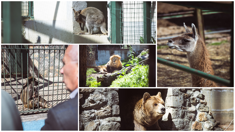 БИЗОН, АНТИЛОПИ, ЛЕМУРИ И ПАТАС МАЈМУНИ НОВИ ЖИТЕЛИ НА БИТОЛСКАТА ЗООЛОШКА