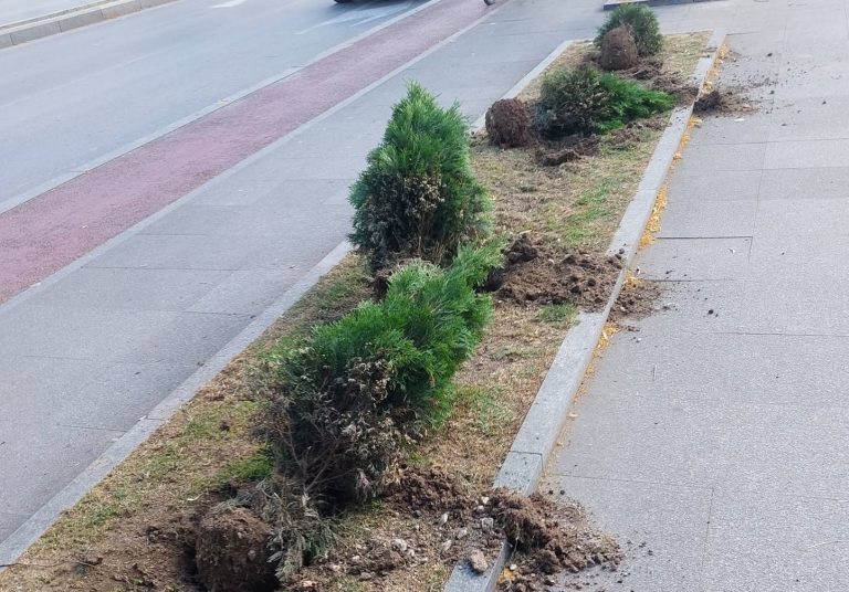 Уништени украсни насади на булевар во Прилеп
